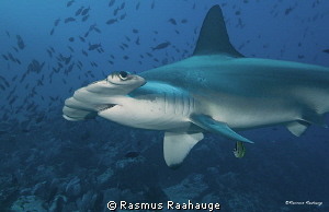 Hammertime at Malpelo by Rasmus Raahauge 